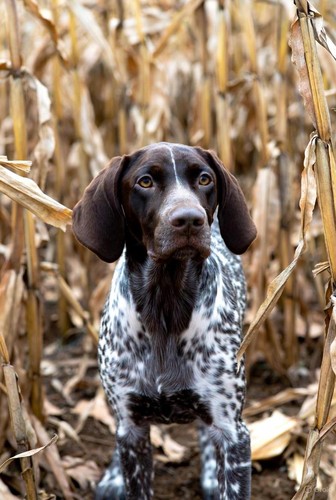 04 - Scent on the Wind cover art