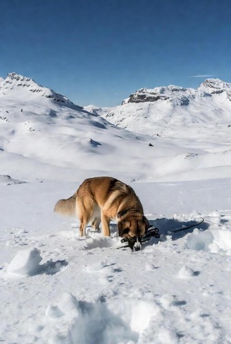 12   Snow Bound cover art